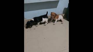 airview Jack Russel puppies [upl. by Elsey757]