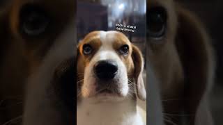 Wait till end 🥹 beagle shorts youtubeshorts shortvideo explore obedient dog music halloween [upl. by Clareta125]