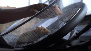 Volvo Trucks  The Hamster Stunt [upl. by Sakiv593]