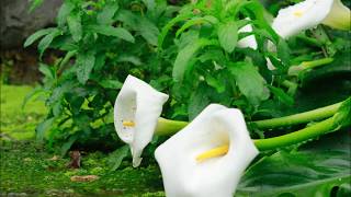 Zantedeschia aethiopica [upl. by Sinnoda]