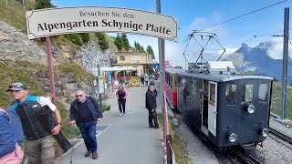 Schynige Platte with Alphorn soundmyswitzerland nature travel [upl. by Aihselef2]