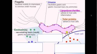 Helicobacter pylori pathgnesis [upl. by Isawk]