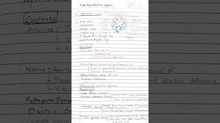 spermatic cord anatomy notes [upl. by Haleemak]