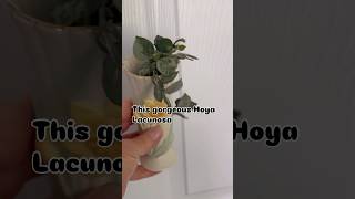 Hoya Lacunosa Silver Splash root recovery❤️‍🩹 hoya recovery plants plantcare shorts subscribe [upl. by Aisac]