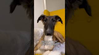 youngest void horse review part 1 borzoi newhire puppy silkenwindhound shorts dogs [upl. by Dnalsor]