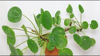 Pilea peperomioides [upl. by Nairred]