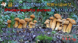 턱받이금버섯을 아시나요  큰말불버섯흰둘레줄버섯개암버섯노란개암버섯노란다발버섯깔때기버섯회색깔때기버섯민자주방망이버섯검은비늘버섯잿빛만가닥버섯 [upl. by Bethanne]