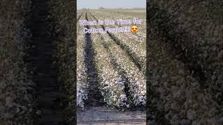 COTTON FARMING In Lubbock Texas [upl. by Rehpotsirhcnhoj766]