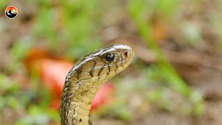 My Deadly Forest Cobra Encounter [upl. by Brelje]