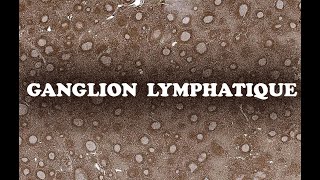 LE GANGLION LYMPHATIQUE profil Immuno 1  HISTOLOGIE [upl. by Atsirtal]