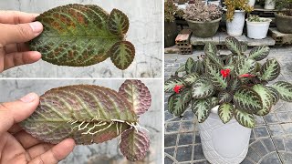 How to propagate Episcia cupreata Hanst by leaf wave [upl. by Onihc]