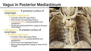 LO 5  Vagus Nerve Paths and Branches  Posterior Mediastinum [upl. by Phineas]