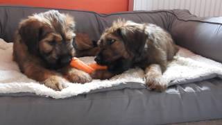 GACEK amp GALA  8 weeks old  briard puppies from BUHLBINO kennel fci [upl. by Yenhoj129]