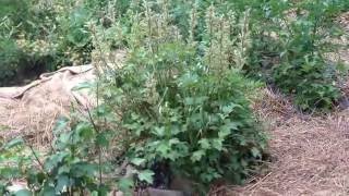 Edible Acres  Garden Tour during very dry summer  polycultures and deep mulch rules [upl. by Shauna]