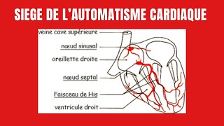 Comment sexplique lautomatisme cardiaque [upl. by Moynahan]