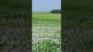 Eichhornia  water hyacinths🪻 flowers trending flowers viralvideo fypシ゚viral [upl. by Euqinmod532]