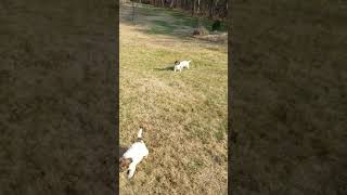 Lagotto Romagnolo puppies [upl. by Philly979]