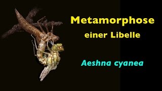 Metamorphose einer Libelle Aeshna cyanea [upl. by Hannis840]