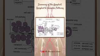 Summary Of The Apoplast Symplast amp Vacuolar Pathway 🌱 PreU Biology STPMALevels shorts short [upl. by Aifoz50]