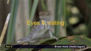 Brown Anole Behavioral profile part 2 [upl. by Ahsema]