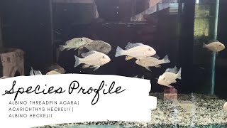 Species Profile Albino Threadfin AcaraAcarichthys HeckeliiAlbino HeckeliiColourMeenGalleryEng [upl. by Draner]