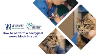 How to perform a coccygeal nerve block in a cat [upl. by Stannwood]