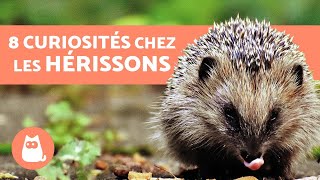 8 CURIOSITÉS chez les hérissons à connaître [upl. by Rozek]