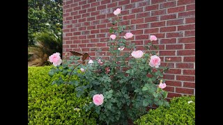 David Austin  Scepterd Isle tree rose  Spring 2023  Mobile AL  Zone 8b [upl. by Rahcir]