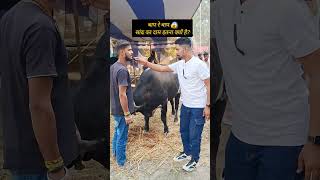 11 लाख का सांढ 😱 सोनपुर मेले में ll bull bullcow sonpurmela animallover shortsviral [upl. by Htnamas]