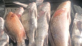 Set Matanzas Inlet on Fire blackdrum reddrum fishing mangrovesnapper [upl. by Dominik405]