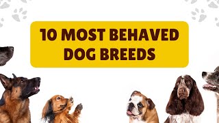 Find Your Perfect Pup Top 10 Best Behaved Dog Breeds 2024 [upl. by Naara480]