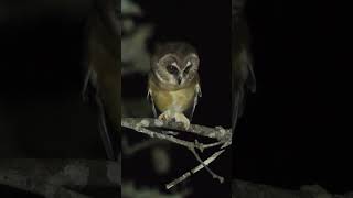 Unspotted Sawwhet Owl Calling shorts [upl. by Ociredef]