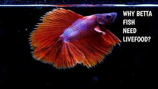 WHY BETTA FISH NEED LIVEFOOD [upl. by Wulf746]