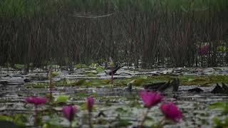 pheasant tailed jacana 🐦nature birds nikonBBC NatGeoAnimals [upl. by Nnaik]