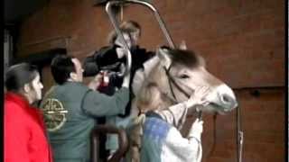 Hoist for Hippotherapy  Disabled Horseback Riding Video [upl. by Oria188]