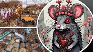 Watering overwintered containers amp VOLE INVASION [upl. by Vasilek255]