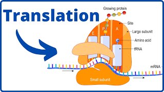 What happens during translation Biology [upl. by Ise]