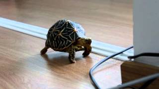 Tortoise Walking [upl. by Anselme]