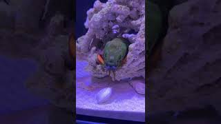 Mantis Shrimp Punch Test mantisshrimp fishing coyotepeterson closeup [upl. by Iror506]