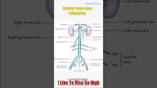 Inferior vena cava tributaries [upl. by Eserahs]