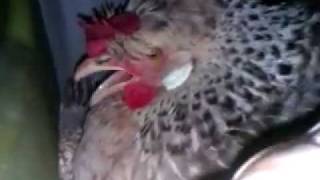 Broody Cream Legbar Chicken Screaming in an Omlet Eglu Cube [upl. by Gipson424]