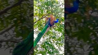 Watch the Amazing Peacock Flight wildlife birds naturelovers naturemajili travel [upl. by Enyedy861]