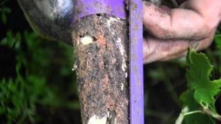 Active Termites Tunneling into Recruit® HD Bait [upl. by Alsworth598]