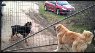 rottweiler vs caucasian dog 1 [upl. by Hairabez]