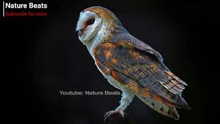 Barn owl call owl mating call and alarm call [upl. by Poll]