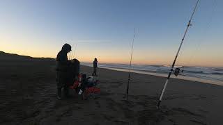 Crab Snaring Ocean beach with a Double Snare Prototype [upl. by Eseuqcaj]