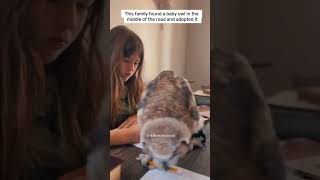 This family found a baby owl and adopted it owl babyowl shortsvideo [upl. by Ecerahs]