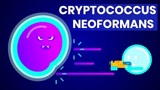 Cryptococcus neoformans And how it affects HIVAIDS patients [upl. by Tesil36]