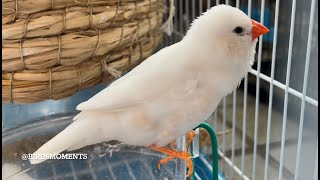 Zebra finch singing beautiful song [upl. by Imrots]