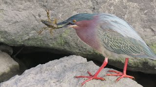 Green Heron  the art of catching and eating crayfish [upl. by Rory]